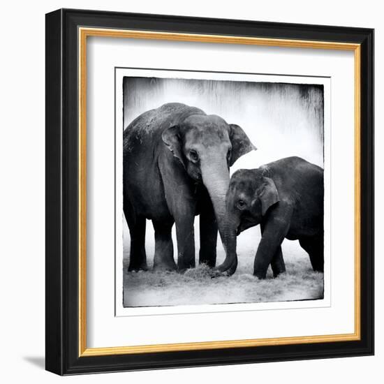 Elephant III-Debra Van Swearingen-Framed Art Print