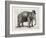 Elephant In A Bowler-Christopher James-Framed Art Print