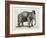 Elephant In A Bowler-Christopher James-Framed Art Print