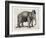 Elephant In A Bowler-Christopher James-Framed Art Print