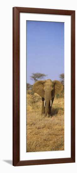 Elephant in a Field, Samburu National Reserve, Kenya-null-Framed Photographic Print