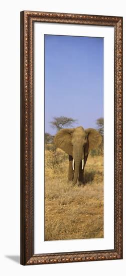 Elephant in a Field, Samburu National Reserve, Kenya-null-Framed Photographic Print