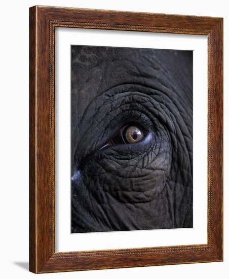 Elephant in Bandavgarh National Park, India-Theo Allofs-Framed Photographic Print