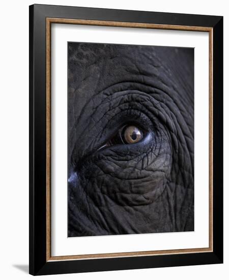 Elephant in Bandavgarh National Park, India-Theo Allofs-Framed Photographic Print