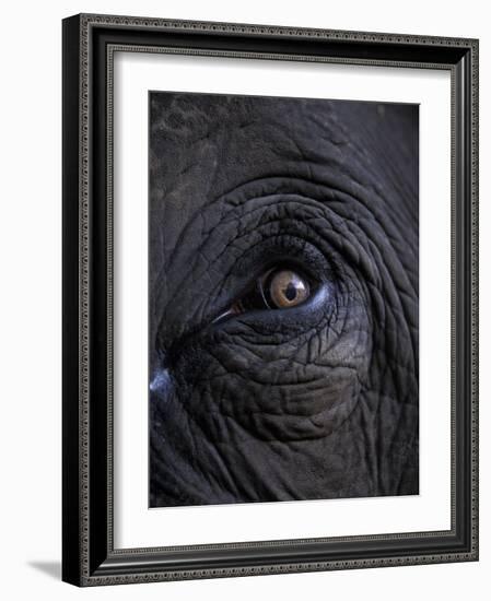 Elephant in Bandavgarh National Park, India-Theo Allofs-Framed Photographic Print