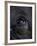 Elephant in Bandavgarh National Park, India-Theo Allofs-Framed Photographic Print