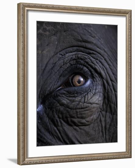 Elephant in Bandavgarh National Park, India-Theo Allofs-Framed Photographic Print