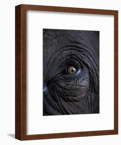 Elephant in Bandavgarh National Park, India-Theo Allofs-Framed Photographic Print