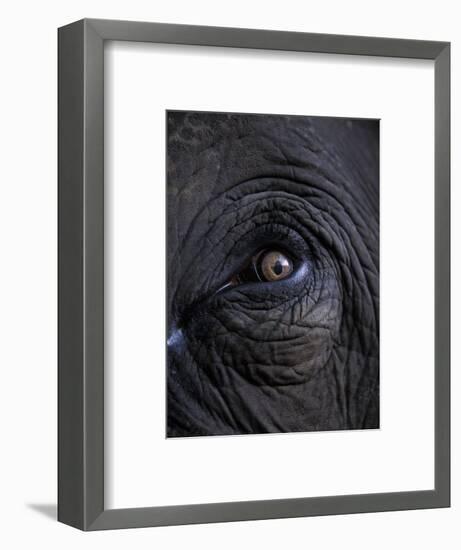Elephant in Bandavgarh National Park, India-Theo Allofs-Framed Photographic Print