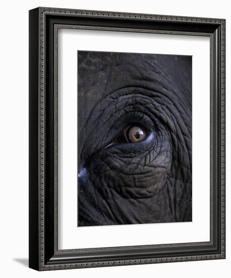 Elephant in Bandavgarh National Park, India-Theo Allofs-Framed Photographic Print