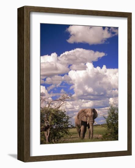 Elephant in Etosha National Park, Namibia-Walter Bibikow-Framed Photographic Print