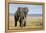 Elephant in Ngorongoro Conservation Area, Tanzania-Paul Souders-Framed Premier Image Canvas