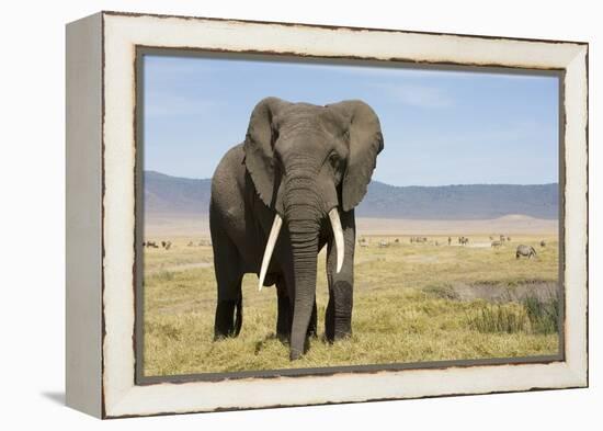 Elephant in Ngorongoro Conservation Area, Tanzania-Paul Souders-Framed Premier Image Canvas