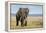 Elephant in Ngorongoro Conservation Area, Tanzania-Paul Souders-Framed Premier Image Canvas