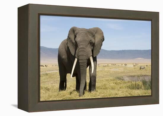 Elephant in Ngorongoro Conservation Area, Tanzania-Paul Souders-Framed Premier Image Canvas