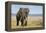 Elephant in Ngorongoro Conservation Area, Tanzania-Paul Souders-Framed Premier Image Canvas