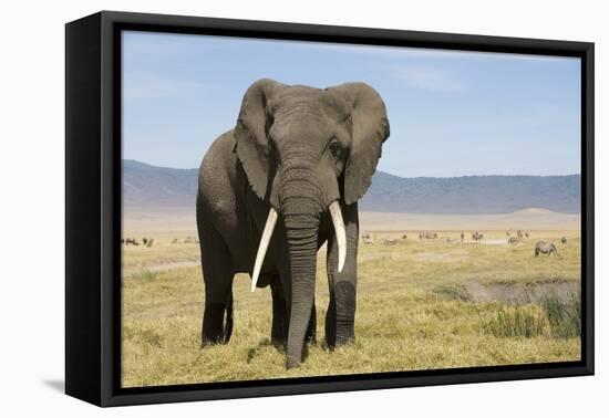 Elephant in Ngorongoro Conservation Area, Tanzania-Paul Souders-Framed Premier Image Canvas