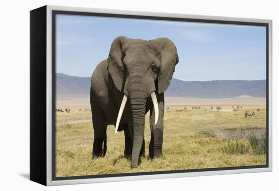 Elephant in Ngorongoro Conservation Area, Tanzania-Paul Souders-Framed Premier Image Canvas