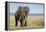 Elephant in Ngorongoro Conservation Area, Tanzania-Paul Souders-Framed Premier Image Canvas