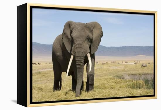 Elephant in Ngorongoro Conservation Area, Tanzania-Paul Souders-Framed Premier Image Canvas