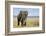 Elephant in Ngorongoro Conservation Area, Tanzania-Paul Souders-Framed Photographic Print