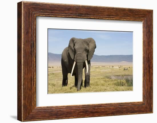 Elephant in Ngorongoro Conservation Area, Tanzania-Paul Souders-Framed Photographic Print