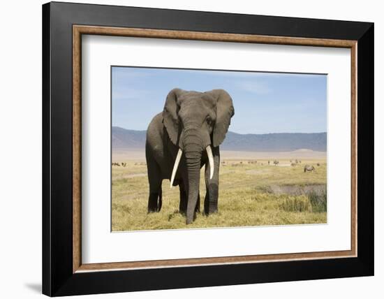 Elephant in Ngorongoro Conservation Area, Tanzania-Paul Souders-Framed Photographic Print