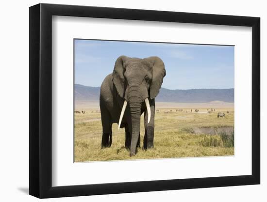Elephant in Ngorongoro Conservation Area, Tanzania-Paul Souders-Framed Photographic Print