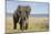 Elephant in Ngorongoro Conservation Area, Tanzania-Paul Souders-Mounted Photographic Print