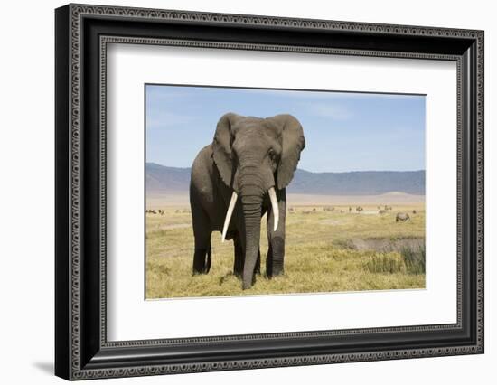 Elephant in Ngorongoro Conservation Area, Tanzania-Paul Souders-Framed Photographic Print