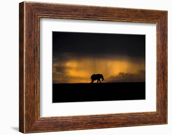 Elephant in Rainstorm at Sunset-Xavier Ortega-Framed Photographic Print