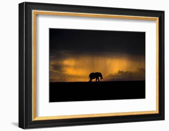 Elephant in Rainstorm at Sunset-Xavier Ortega-Framed Photographic Print