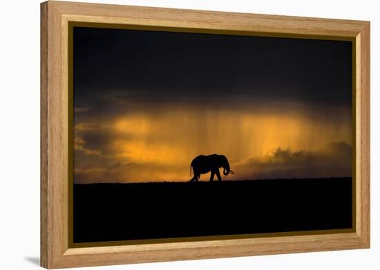 Elephant in Rainstorm at Sunset-Xavier Ortega-Framed Premier Image Canvas
