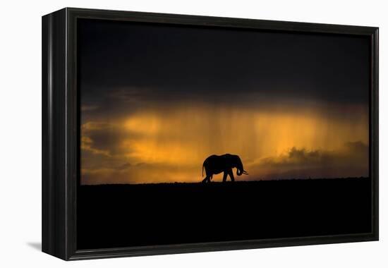 Elephant in Rainstorm at Sunset-Xavier Ortega-Framed Premier Image Canvas