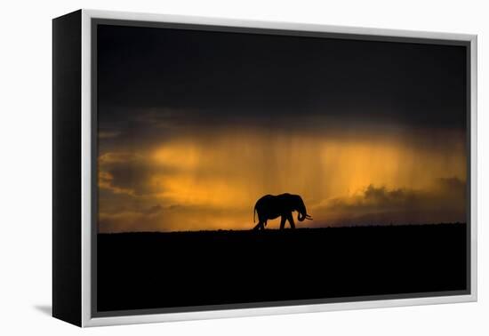 Elephant in Rainstorm at Sunset-Xavier Ortega-Framed Premier Image Canvas