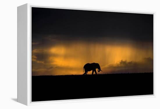 Elephant in Rainstorm at Sunset-Xavier Ortega-Framed Premier Image Canvas