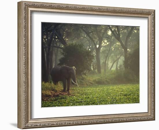 Elephant in the Early Morning Mist Feeding on Water Hyacinths, Mana Pools, Zimbabwe-John Warburton-lee-Framed Photographic Print