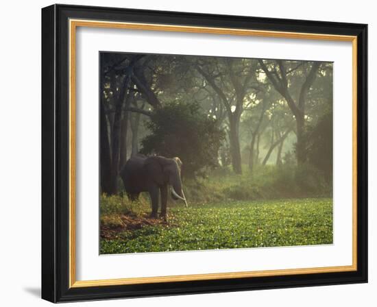 Elephant in the Early Morning Mist Feeding on Water Hyacinths, Mana Pools, Zimbabwe-John Warburton-lee-Framed Photographic Print