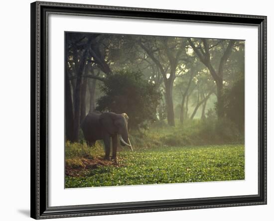 Elephant in the Early Morning Mist Feeding on Water Hyacinths, Mana Pools, Zimbabwe-John Warburton-lee-Framed Photographic Print