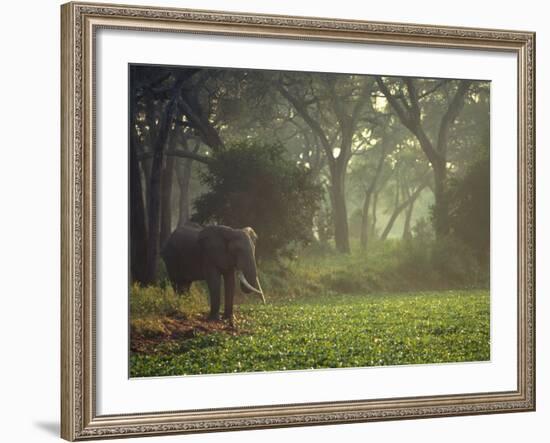 Elephant in the Early Morning Mist Feeding on Water Hyacinths, Mana Pools, Zimbabwe-John Warburton-lee-Framed Photographic Print