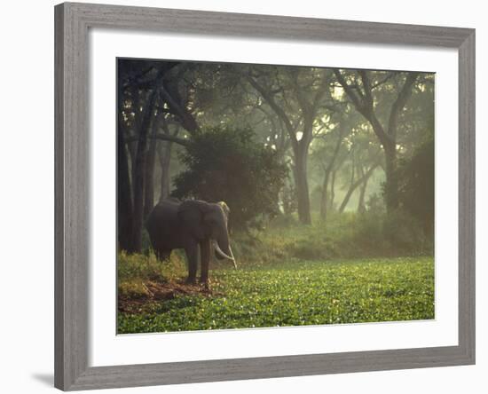 Elephant in the Early Morning Mist Feeding on Water Hyacinths, Mana Pools, Zimbabwe-John Warburton-lee-Framed Photographic Print