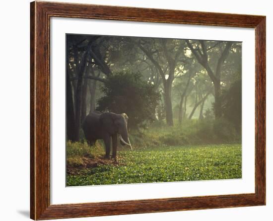 Elephant in the Early Morning Mist Feeding on Water Hyacinths, Mana Pools, Zimbabwe-John Warburton-lee-Framed Photographic Print