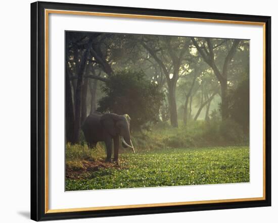 Elephant in the Early Morning Mist Feeding on Water Hyacinths, Mana Pools, Zimbabwe-John Warburton-lee-Framed Photographic Print