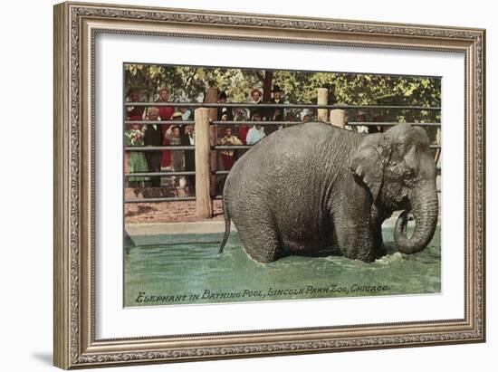 Elephant, Lincoln Park Zoo-null-Framed Art Print