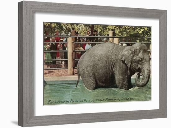 Elephant, Lincoln Park Zoo-null-Framed Art Print