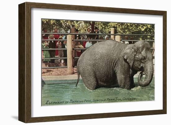 Elephant, Lincoln Park Zoo-null-Framed Art Print