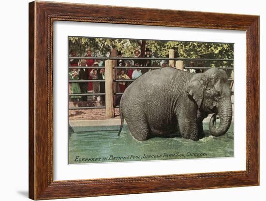 Elephant, Lincoln Park Zoo-null-Framed Art Print