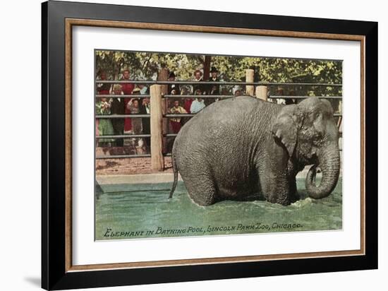 Elephant, Lincoln Park Zoo-null-Framed Art Print