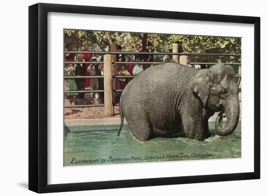 Elephant, Lincoln Park Zoo-null-Framed Art Print