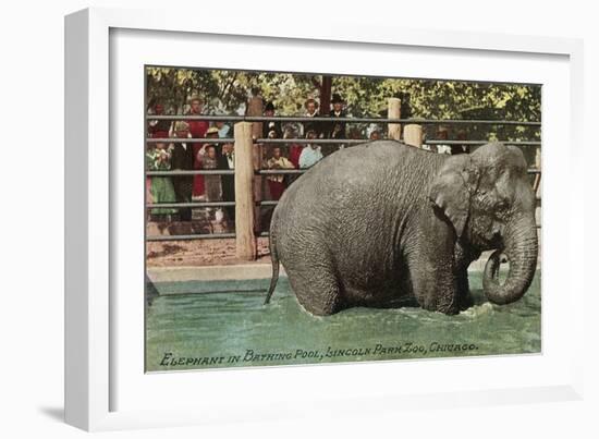 Elephant, Lincoln Park Zoo-null-Framed Art Print